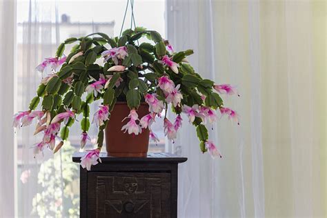 When To Stop Watering A Christmas Cactus — Experts Say Livingetc