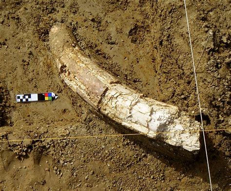 Columbia Mammoth Pair Found In Castroville