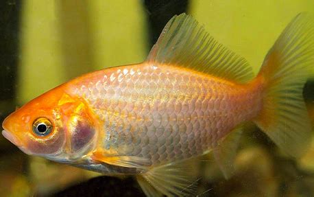 Quels Poissons Mettre Dans Mon Aquarium Avec De L Eau Froide