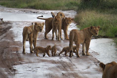 Viaje De Novios A Kenia Y Tanzania Nyala Tours Blog Viajes