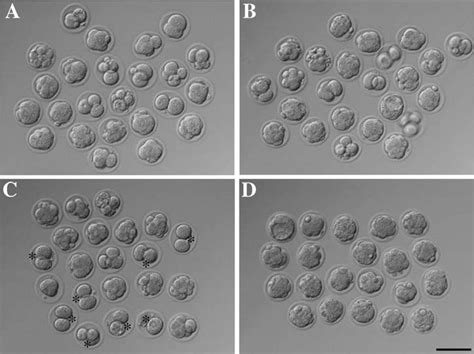 Fertilized Mouse Morulae And Blastocysts Derived From Oocytes Injected