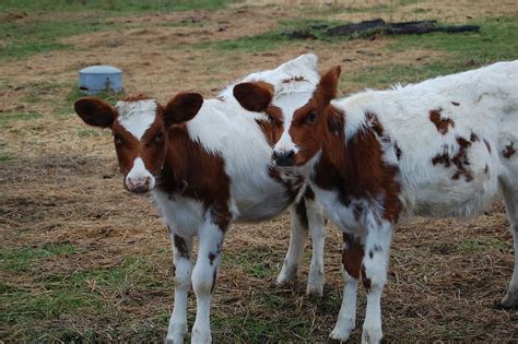 Cow Names Galore: 777+ Awesome Names for Your Bovines | Chickens ...