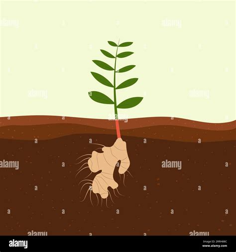 Seedling Grown Stock Vector Images Alamy