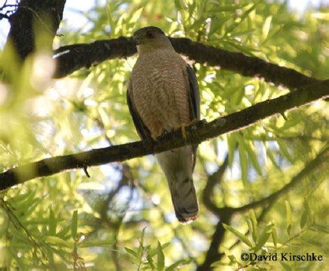 Sharp Shinned Hawk Nesting Habits