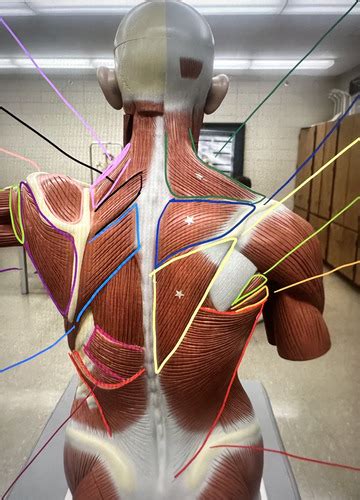 Muscles Of The Torso Unit 4 Flashcards Quizlet