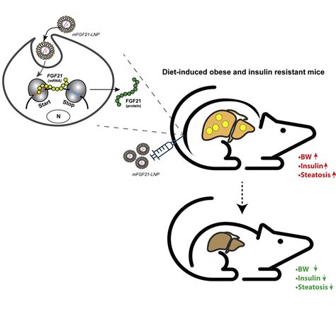 Subcutaneous Delivery Of FGF21 MRNA Therapy Reverses Obesity Insulin