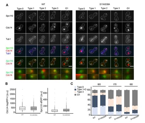 Cdc14 Localization Shows A Delayed Mitotic Exit In Spc110 S11a S36a