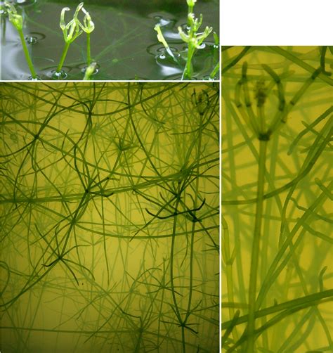 Chara Algae Life Cycle