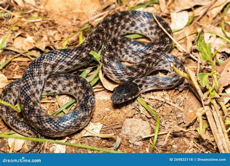 Malagasy Cat Eyed Snake Madagascarophis Colubrinus Miandrivazo