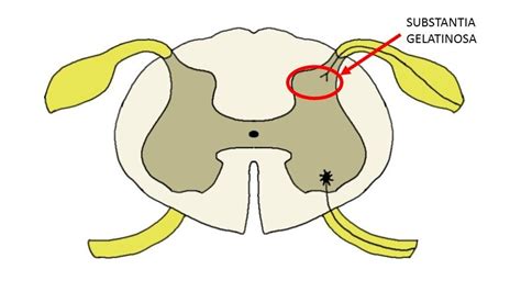 Substantia Gelatinosa Pain