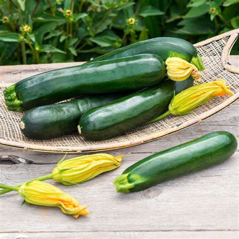 Squash Zucchini - Moss Greenhouses