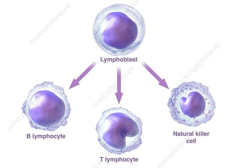 Lymphocytes Diagram Labelled