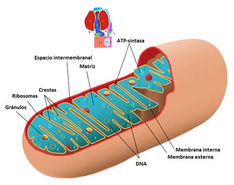 La Bioenerg Tica Las Mitocondrias Y La Fosforilaci N Oxidativa