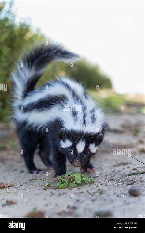 Striped Polecat Hi Res Stock Photography And Images Alamy