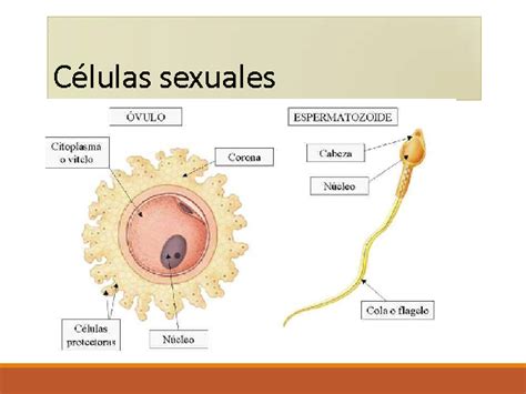 Formacion De Una Nueva Vida