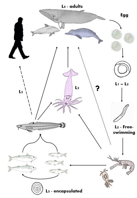 4 The Life Cycle Of Anisakis Simplex At The Third Larval Stage L3