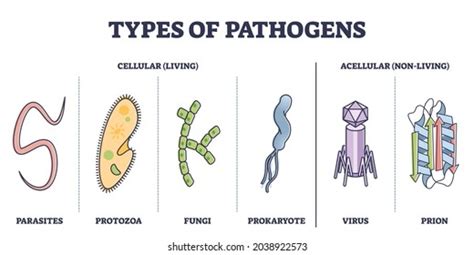 Protozoa Photos Images And Pictures Shutterstock