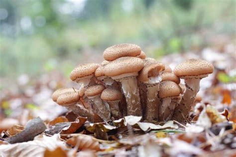 21 Common Mushrooms In Arkansas With Images Try Green Recipes