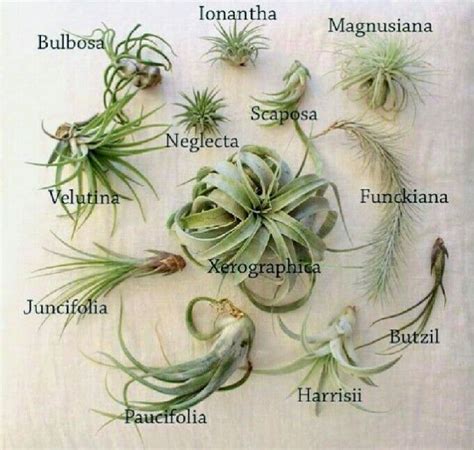 Types Of Air Plants A Complete Guide