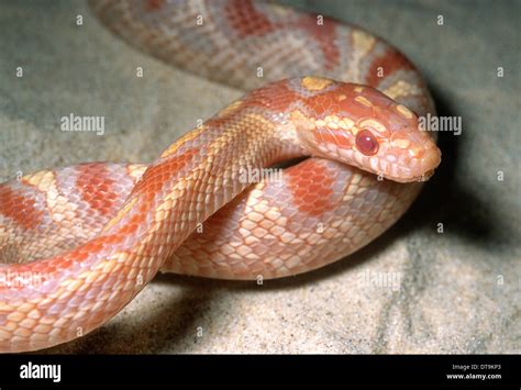 Corn Snake Pantherophis Guttatus Jungle Corn Colubridae Usa Stock