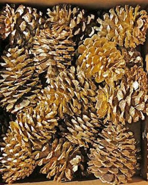 Gold Painted Pine Cones Gold Craft Pine Cones Ponderosa - Etsy | Pine ...