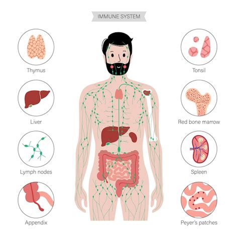 Corpo Humano Sistema Linfatico - Sistema linfático no corpo humano | Vetor Premium