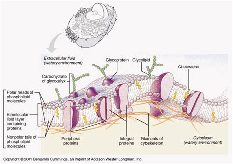 animal cell membranes : Biological Science Picture Directory – Pulpbits.net