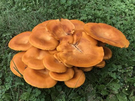 Jack O Lantern Mushroom 🍄 : r/Mushrooms