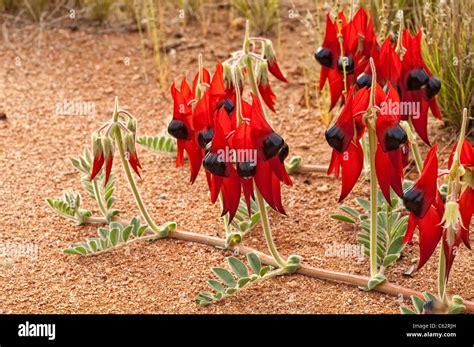 sturts desert pea flowersswainsona formosa stock photo alamy