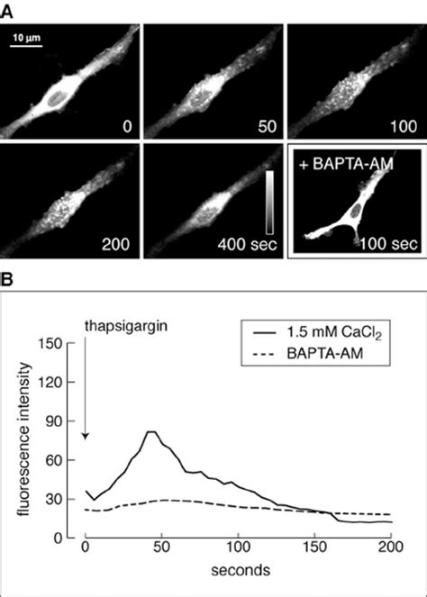 Effect Of Thapsigargin On Translocation Of PKC GFP A And On Ca