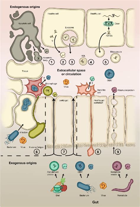 Figure From Sources And Functions Of Extracellular Small Rnas In