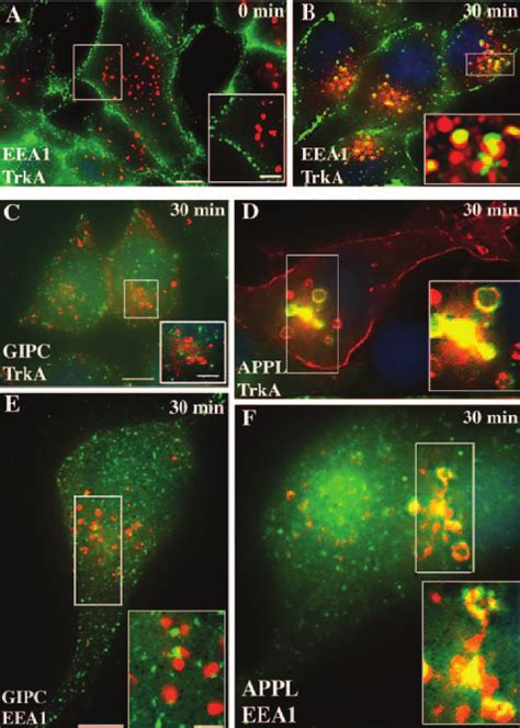 APPL But Not GIPC Traffics With TrkA To Juxtanuclear EEA1 Endosomes