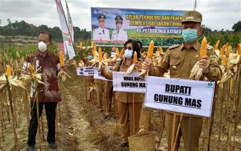 Bupati Gunung Mas Panen Jagung Hibrida