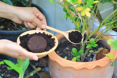 Marc de café au jardin 4 idées pour le recycler et en faire bon usage