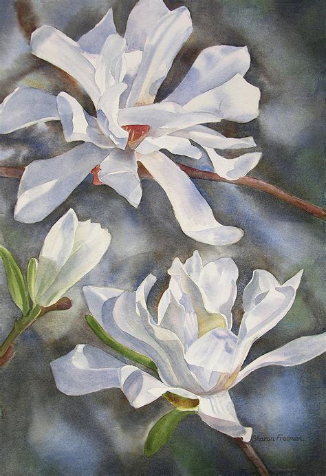 White Star Magnolia Blossoms Painting by Sharon Freeman | Pixels