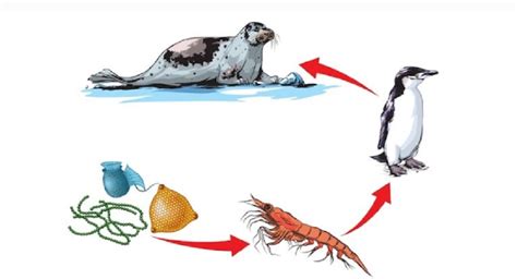 Aquatic Food Chain Diagram