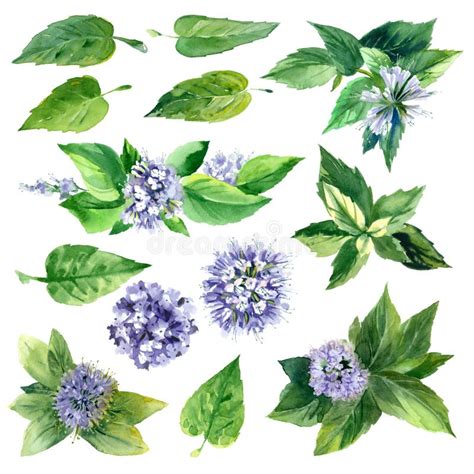 Watercolor Set Of Mint Stock Illustration Illustration Of Leaf