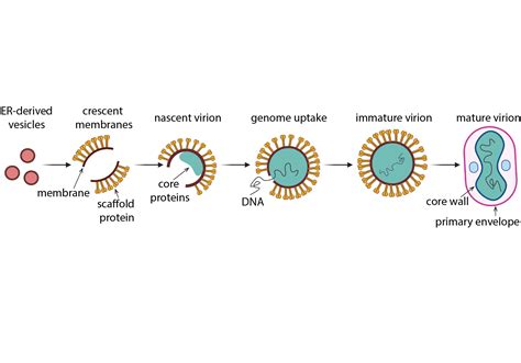 Topics Quemin Institute For Integrative Biology Of The Cell