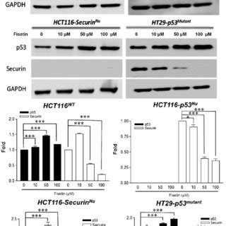 Effect Of Fisetin On P53 And Securin Expression In Human Colorectal