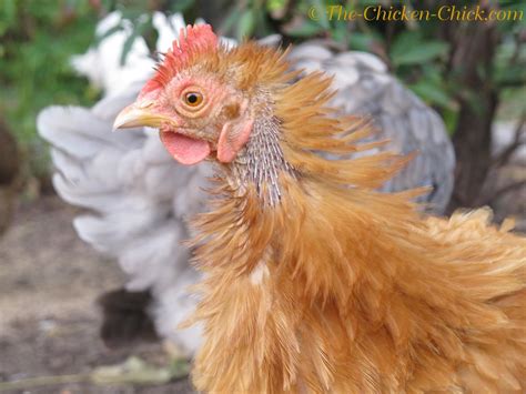 The Chicken Chick® Molting What Is It And How To Help Chickens Get