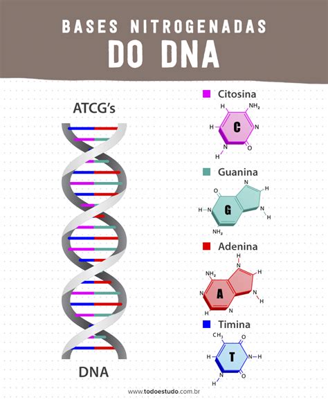 Base Nitrogenada Do Dna - Bases nitrogenadas: entenda a importância desses compostos