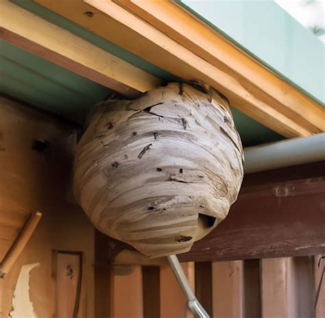 Remove wasp nest in Schötz 058 510 22 54