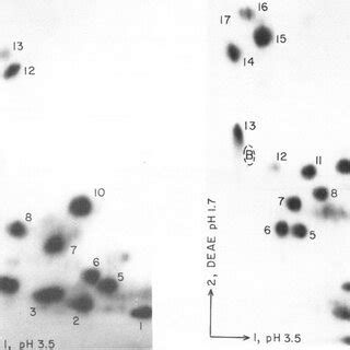 fingerprint   complete pancreatic rnase digest  drosophila lysine