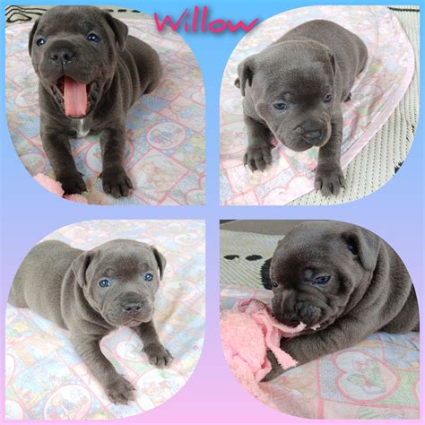 Staffordshire Bull Terrier - Christina - PetsForHomes