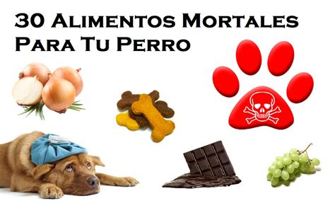 30 Alimentos Que No Pueden Comer Los Perros Alimentos Tóxicos Para Tu