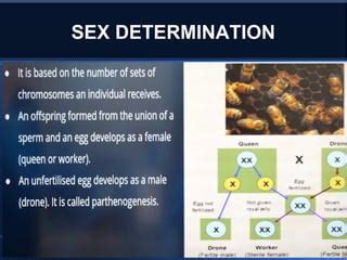 XII Sex Determination PDF