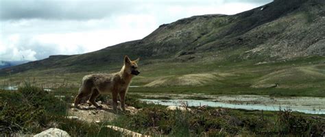 The Unique Genetic Adaptation of the Himalayan Wolf - Future For Nature