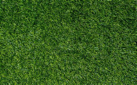 Green Grass Background Hd