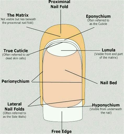 Anatomy And Physiology Of The Nail Whyclary Cuticle Care Nail Tech