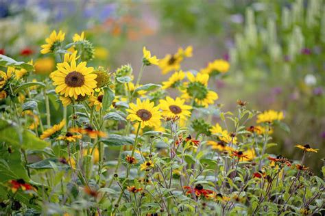 9 Vibrant Yellow Flowering Plants For A Happy Sunny Garden